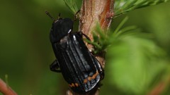 Nature Animals insects Beetles