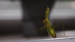 Nature Animals insects Bug black eyes Praying Mantis