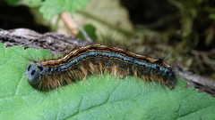 Nature Animals insects caterpillars