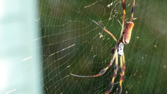 Nature Animals insects cobweb