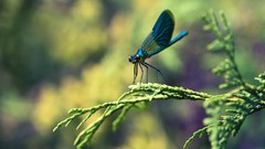 Nature Animals insects Dragonflies