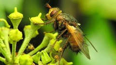 Nature Animals insects fly