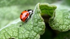 Nature Animals insects ladybirds