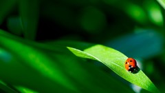 Nature Animals insects leaves