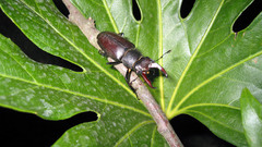 Nature Animals insects leaves