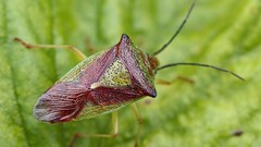 Nature Animals insects Stink