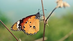 Nature Animals insects summer