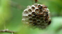 Nature Animals insects wasp
