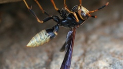 Nature Animals insects wasp