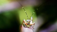 Nature Animals insects wildlife