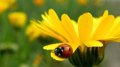 Nature Animals insects yellow flowers ladybirds