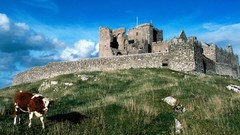 Nature Animals Ireland castle