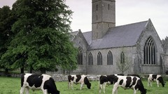 Nature Animals Ireland Cows