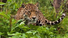 Nature Animals jaguar