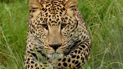 Nature Animals jaguar wildlife