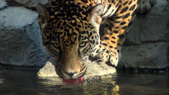 Nature Animals jaguars