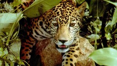 Nature Animals jaguars