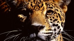 Nature Animals jaguars