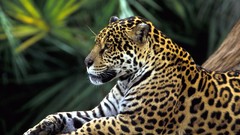 Nature Animals jaguars