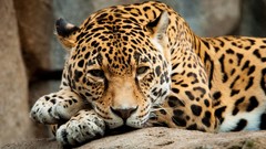 Nature Animals jaguars