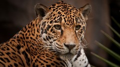 Nature Animals jaguars
