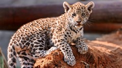 Nature Animals jaguars baby animals
