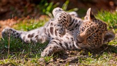Nature Animals jaguars baby animals