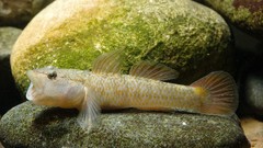 Nature Animals Japan fish underwater