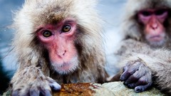 Nature Animals Japan national geographic japanese macaque hot 