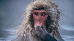 Nature Animals japanese macaque snow monkey