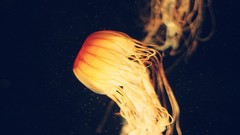 Nature Animals jellyfish medusa