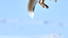 Nature Animals jumping foxes