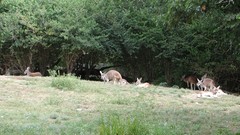 Nature Animals kangaroos