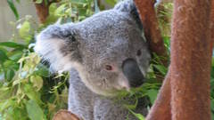 Nature Animals koalas