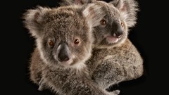 Nature Animals koalas