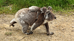 Nature Animals koalas baby