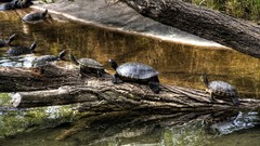 Nature Animals lakes turtles