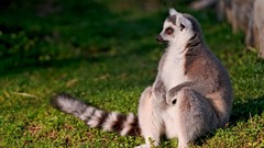 Nature Animals lemur animal world