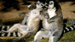Nature Animals lemur ring-tailed