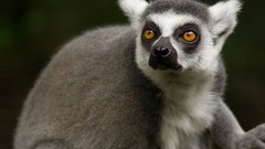 Nature Animals lemurs ring-tailed lemurs