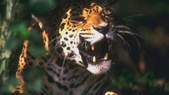 Nature Animals Leopards