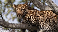 Nature Animals Leopards