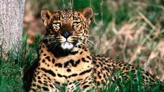 Nature Animals Leopards