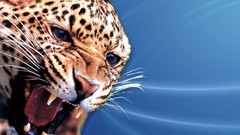 Nature Animals Leopards