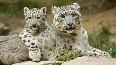 Nature Animals Leopards