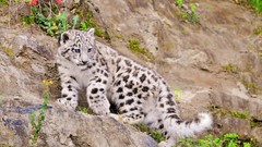 Nature Animals Leopards