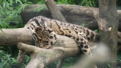 Nature Animals Leopards