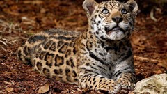Nature Animals Leopards