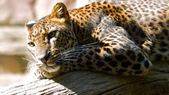 Nature Animals Leopards