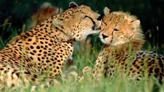 Nature Animals Leopards